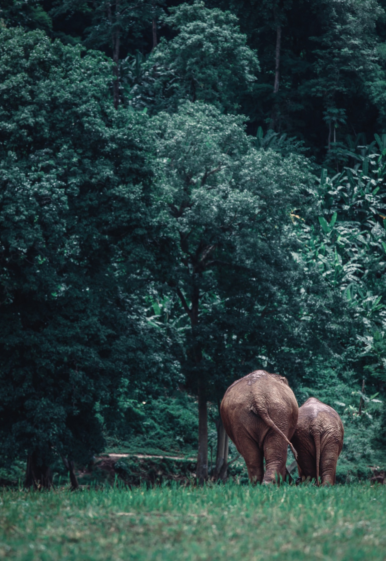 Asian elephants in a Thai forest, illustrative stock photograph