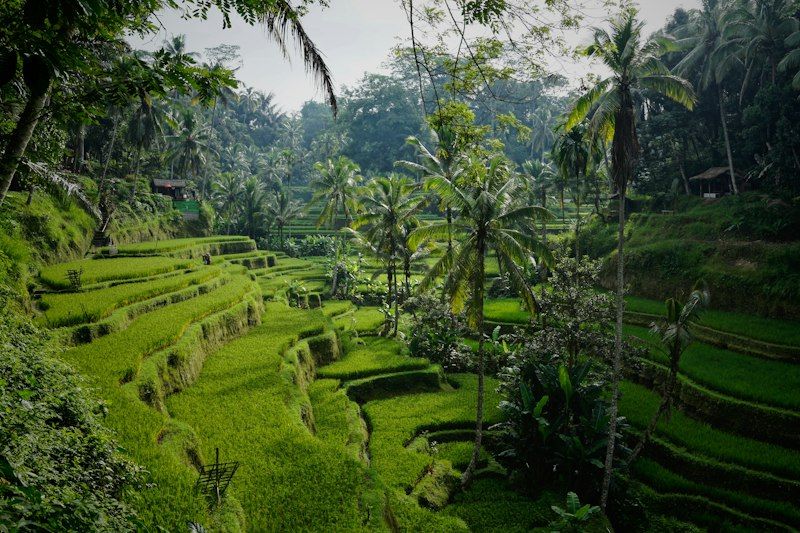 Jungle rice terraces with palm trees