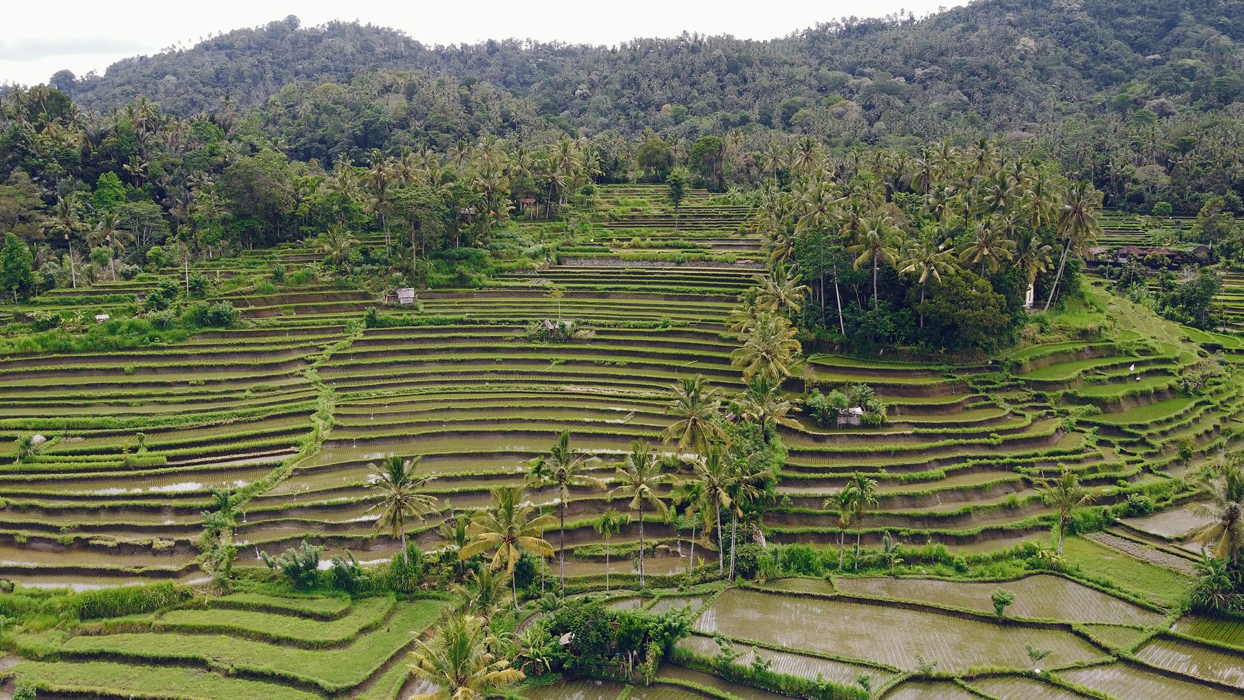Green rice terraces